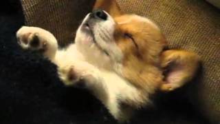 Attack on Corgi