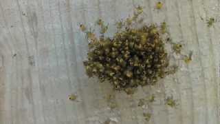 Baby Spider Nest!