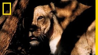 National Geographic Live! - Face-Off with a Lion