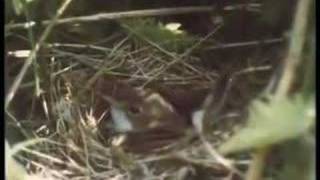 Birds of Britain