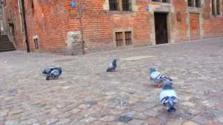 Big Pigeon