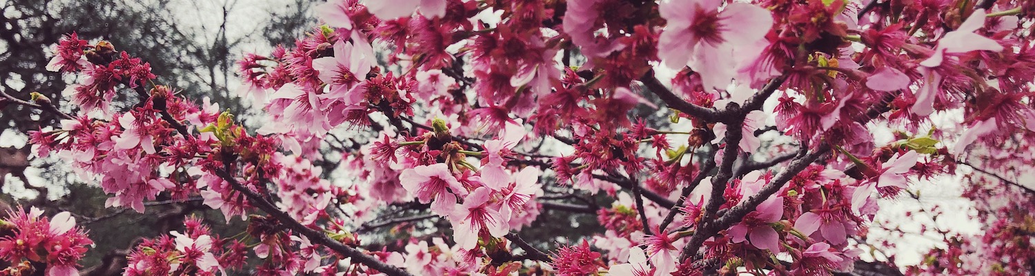 Photo of cherry blossoms.