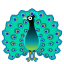 peacock