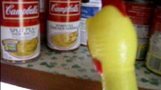 hungry chicken