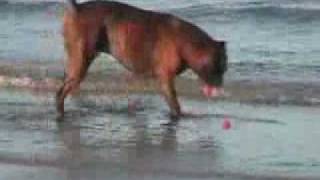 Dog Won't Listen