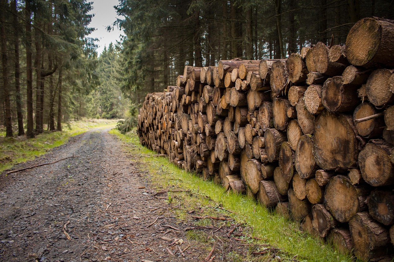 Logging trees